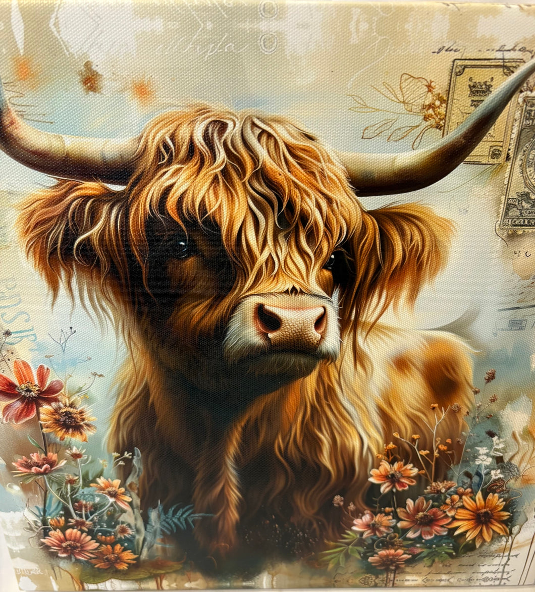 Highlander cow